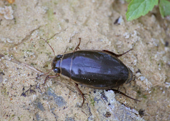 Gelbrandkäfer (Dytiscus marginalis) - © Emanuel Trummer